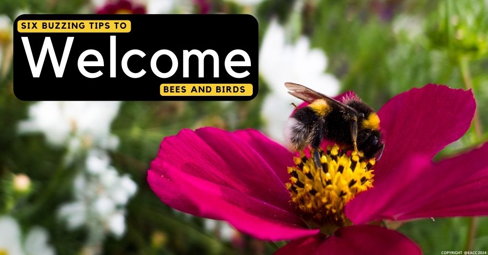 Six Buzzing Tips to Welcome Bees and Birds in Halesowen